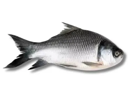 Katla Fresh Local Cultured (2-2.999 kg)